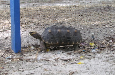 tortoise with shell pryamiding